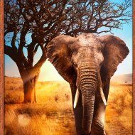 Алмазная мозаика «PaintBoy» Африканский слон, GF4647
