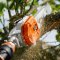 Высоторез «STihl» HT105