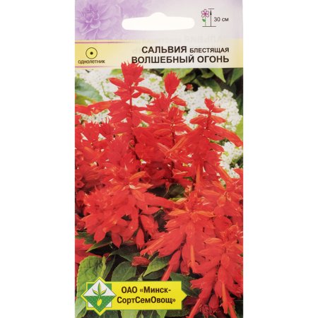 Сальвия «Волшебный огонь» блестящая, 0.1 г